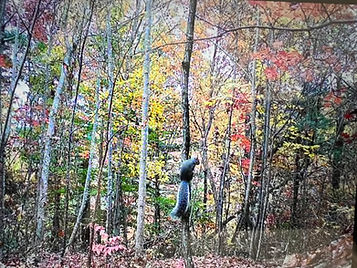 squirrel, wildlife