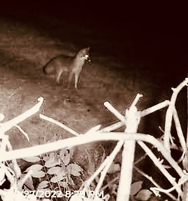 fox, wildlife