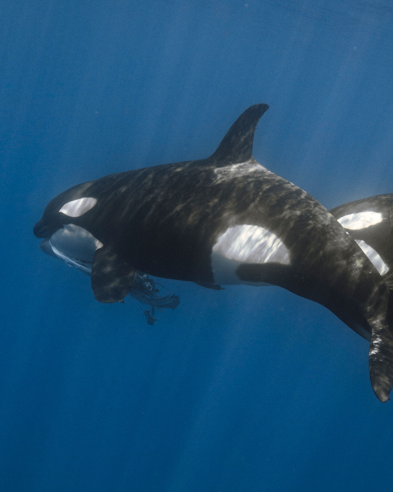 orcas swimming in Baja California
