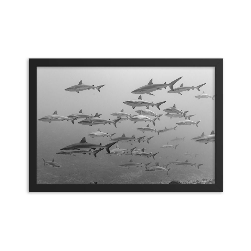 Wall of Sharks