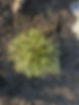 IMG_3241.jpeg