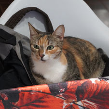 Spotted cat with green eyes looking away from camera