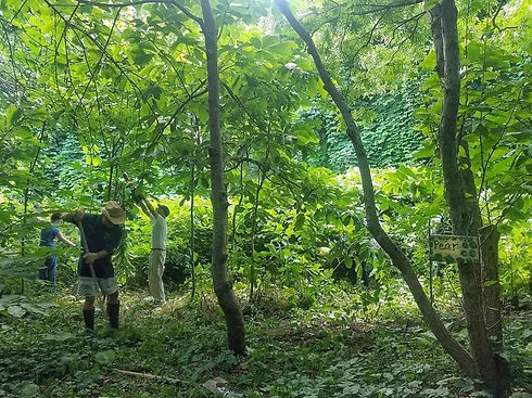 Edible Park.jpg