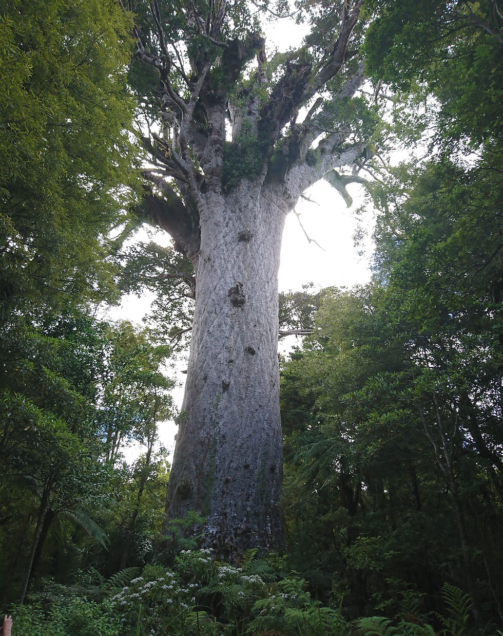 Tane Mahuta
