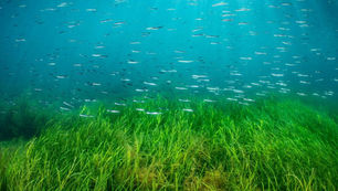 Seagrass Meadow WWF