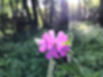 Sun shines on a delicate pink flower in a woodland area