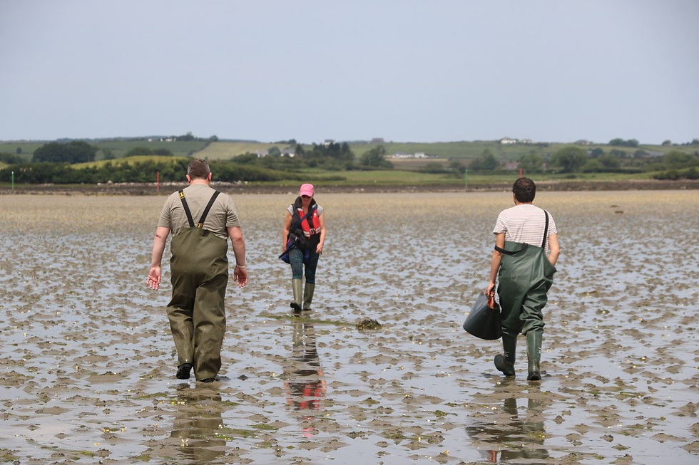 REBORN team monitoring the site at Killala Bay