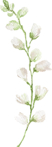 Amaranthus27.png
