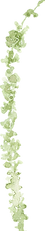 Amaranthus22.png