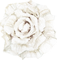 Amaranthus19.png