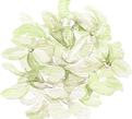 Amaranthus17.png
