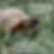 Tortoise in grass with text "Tech heavy material? Slow down! Give viewers time to process the information." Calm and insightful mood.