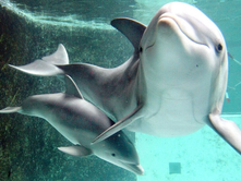 HIDROBIOLOGËT NË JAPONI U PËRBALLËN ME NJË FENOMEN TË ÇUDITSHËM: DELFINI I QUAJTUR SUZU U PËRPOQ TË PËRDHUNONTE NOTARËT: GJER MË TASH KA KRYER 48 SULME SEKSUALE.