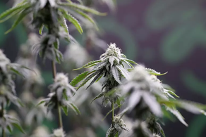 PRESIDENTI DANLLD TRAMP (DONALD TRUMP) HOQI KUFIZIMET PËR MARIHUANËN MJEKËSORE; E RIKLASIFIKOI SI DROGË MË PAK TË RREZIKSHME NGA SA ISHTE; NGA LISTA 1 E ZBRITI NË LISTEN 3.