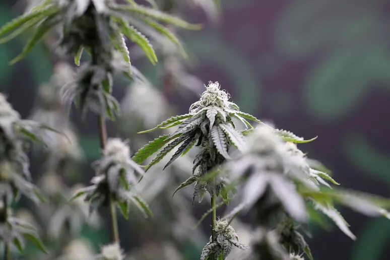 PRESIDENTI DANLLD TRAMP (DONALD TRUMP) HOQI KUFIZIMET PËR MARIHUANËN MJEKËSORE; E RIKLASIFIKOI SI DROGË MË PAK TË RREZIKSHME NGA SA ISHTE; NGA LISTA 1 E ZBRITI NË LISTEN 3.