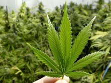 FSHATI DUMNICË E POSHTME; PODUJEVË | U ARRESTUAN MEHDI BEHRAMI; DARDAN BEHRAMI; XHEMAJL XHAFA; NJË I MITUR ME MOSHË 16 VJEÇ ME MBIEMËR SALIANJI (DY TË FUNDIT QYTETARË TË RSH-së) | KULTIVIM HASHASHI.