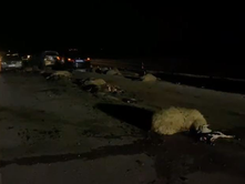 FSHATI ZËMBLAK; MALIQ | 15 KRERË BAGËTI TË SHTYPURA NË NJË AKSIDENT AUTOMOBILISTIK.