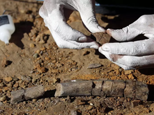 BRAZIL: U ZBULUAN FOSILE DINOSAURËSH (JASHTËZAKONISHT TË PAPREKURA).