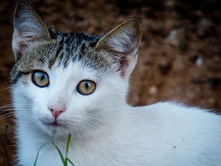 VIRUSI RUSTELLA ËSHTË NJË RREZIK VDEKJEPRURËS PËR MACET: U SHFAQ PËR HERË PARË KOLORADO | PRITEN KONKLUZIONE NËSE TRANSMETOHET TE NJERIU.