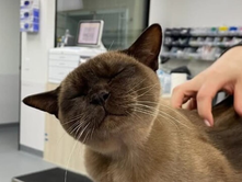 HISTORIA E PABLOS | MAÇOKUT QË HYRI PËR TË FJETUR NË LAVATRIÇE; MBIJETOI 55 MINUTA BRENDA SAJ PASI U NDEZ NGA TË ZOTËT E SHTËPISË.