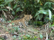 ME RASTIN 29 NËNTORIT DITËS NDËRKOMBËTARE TË JAGUARIT OJQ-ja RIFUTI JAGUARIN E PARË NË AMAZONËN BRAZILIANE | XAMA I SHPËTUAR NGA ZJARRET KTHEHET NË HABITATIN E TIJ PAS DY VITESH.