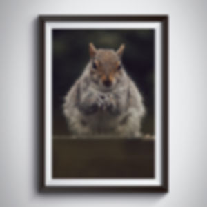 Grey Squirrel