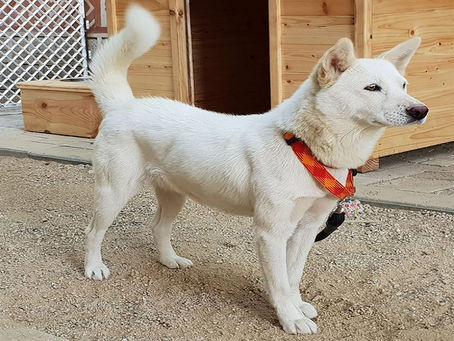 كلبان هدية رئيس كوريا الشمالية لنظيره الجنوبي