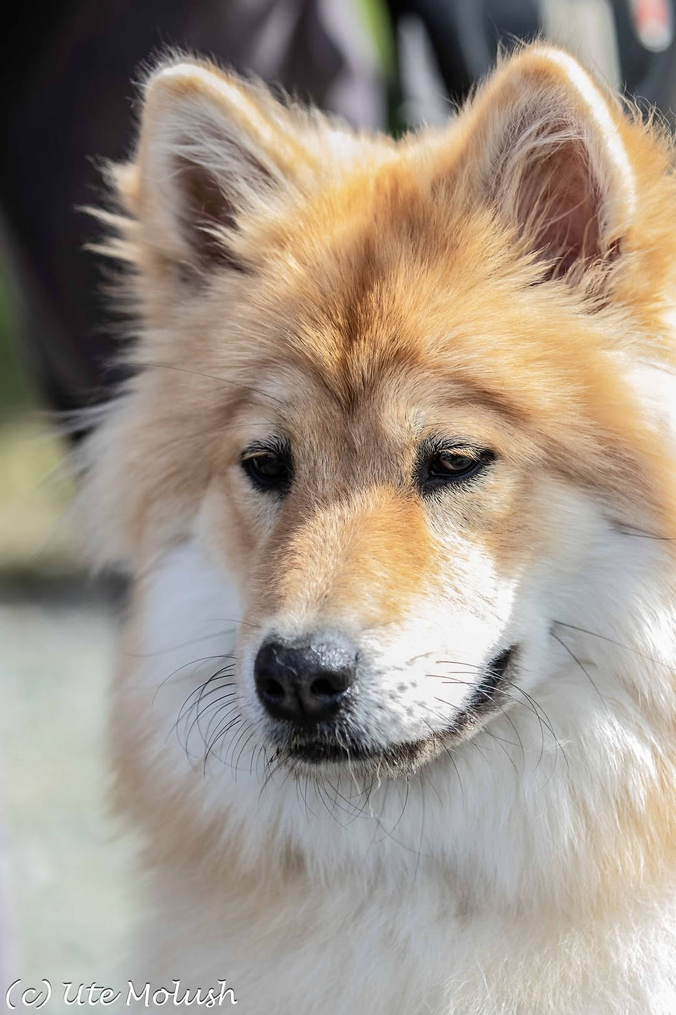 North River's Zephyr Poppy
