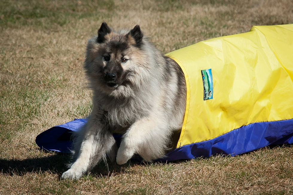 Foxfire Jin's A Jewel; Nancy DaCosta