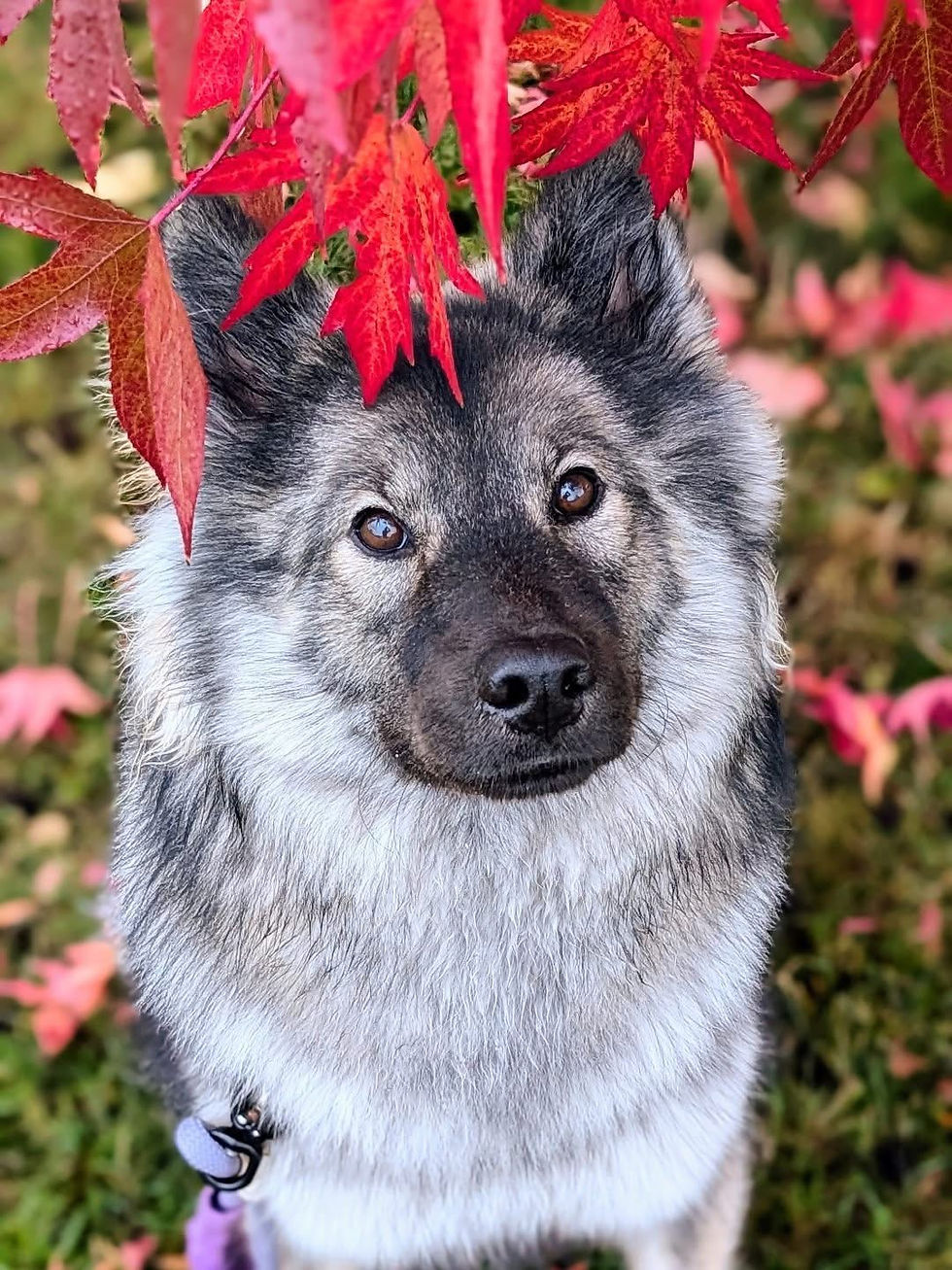 Eunike ex Lupa Nigra