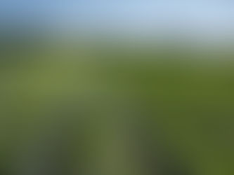 Calendário agrícola 2023: melhores culturas para o ano