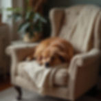 dog on chair