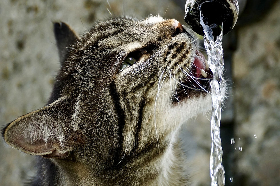 This cool cat knows how to hydrate...