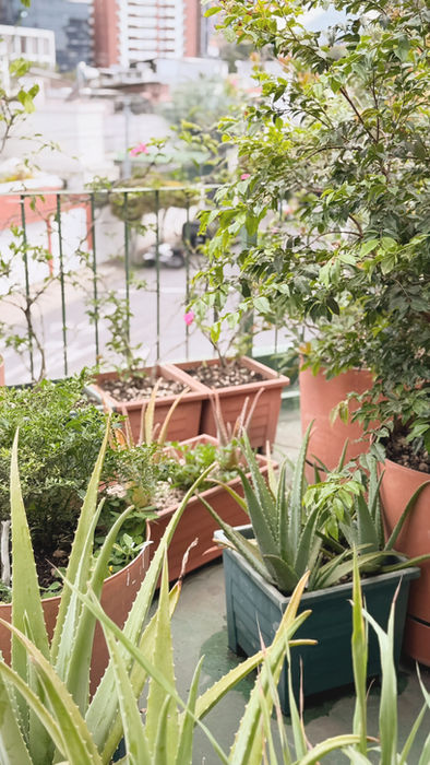 Lush rooftop garden filled with tropical plants at Botanical Rooftop.