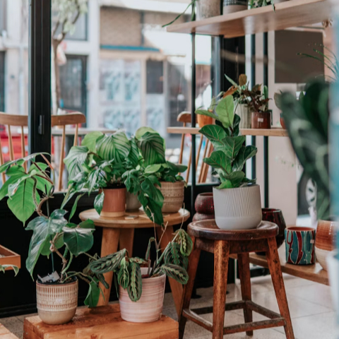 A bright café and plant shop filled with indoor greenery, bringing together coffee, design and botanical living.