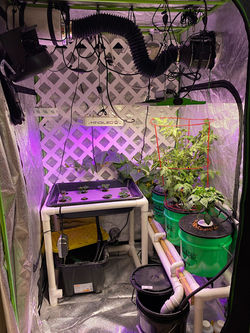 growing tent full of plants and equipment