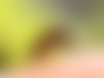 Suplementos contra a dengue