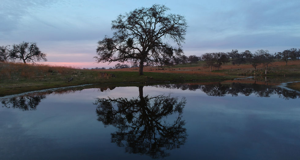 The Roots Run Deep: Non-Anxious Theology in an Anxious Age