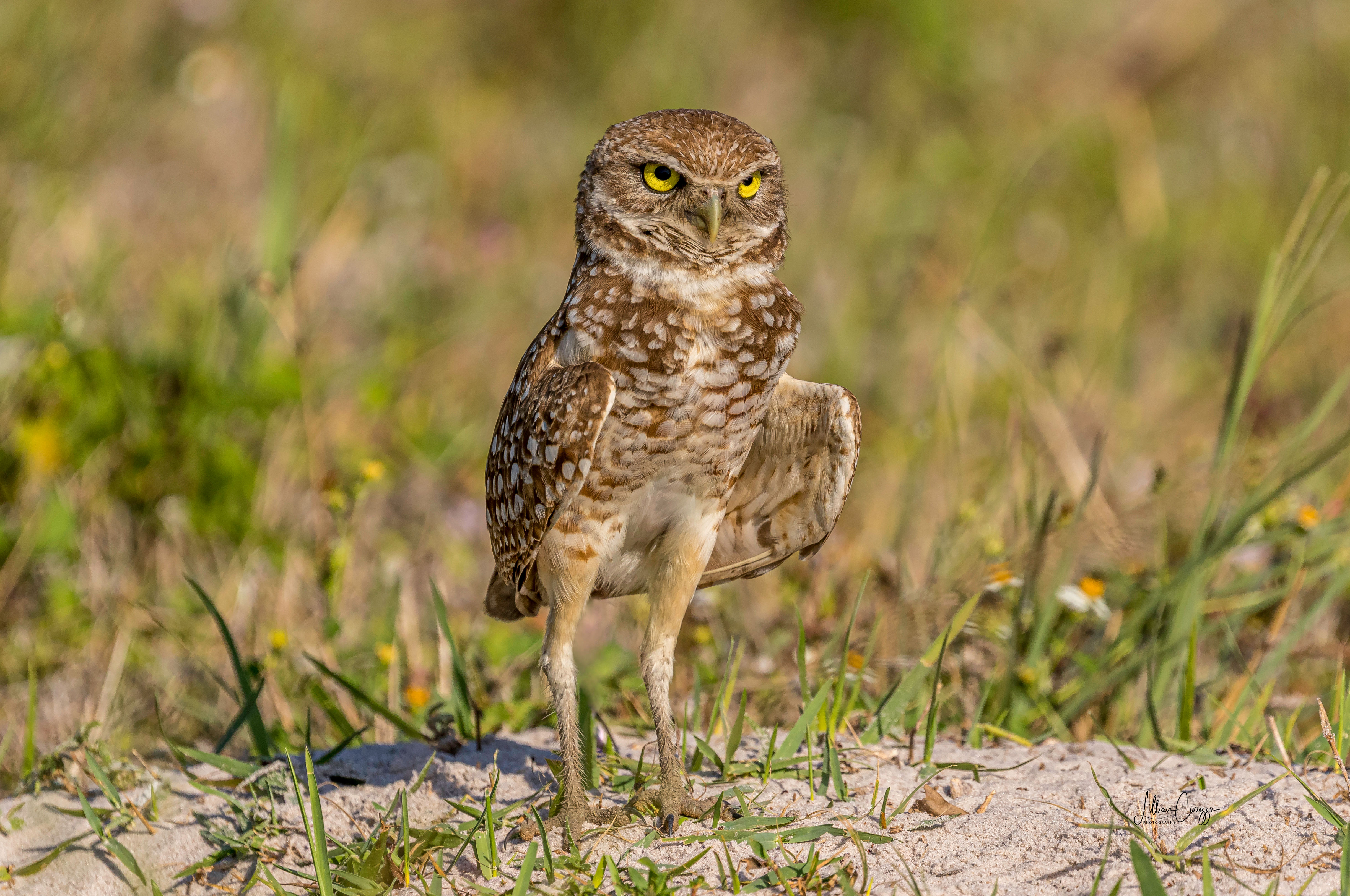 Burrowing Owl Note Cards
