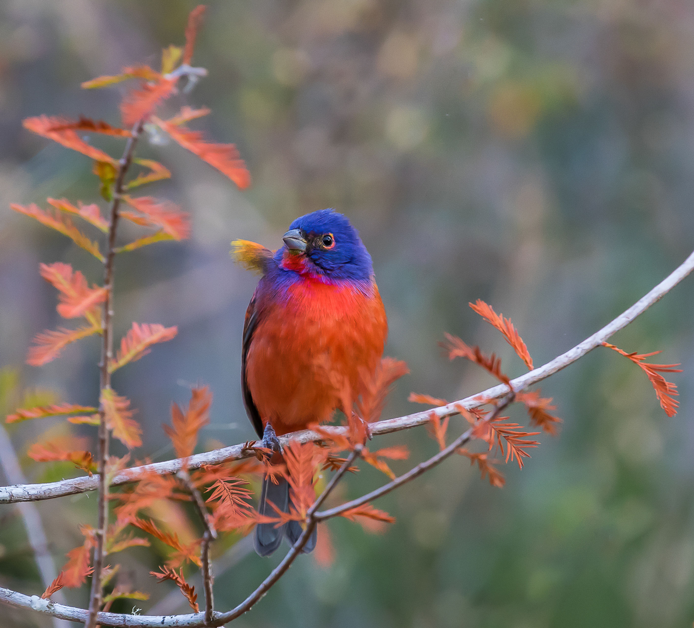 Camo Painted Bunting - Hiding in Plain Sight - Note Cards