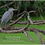 Thumbnail: Birds of Florida - A Photo Montage of Marsh, Woodland and Birds of Prey