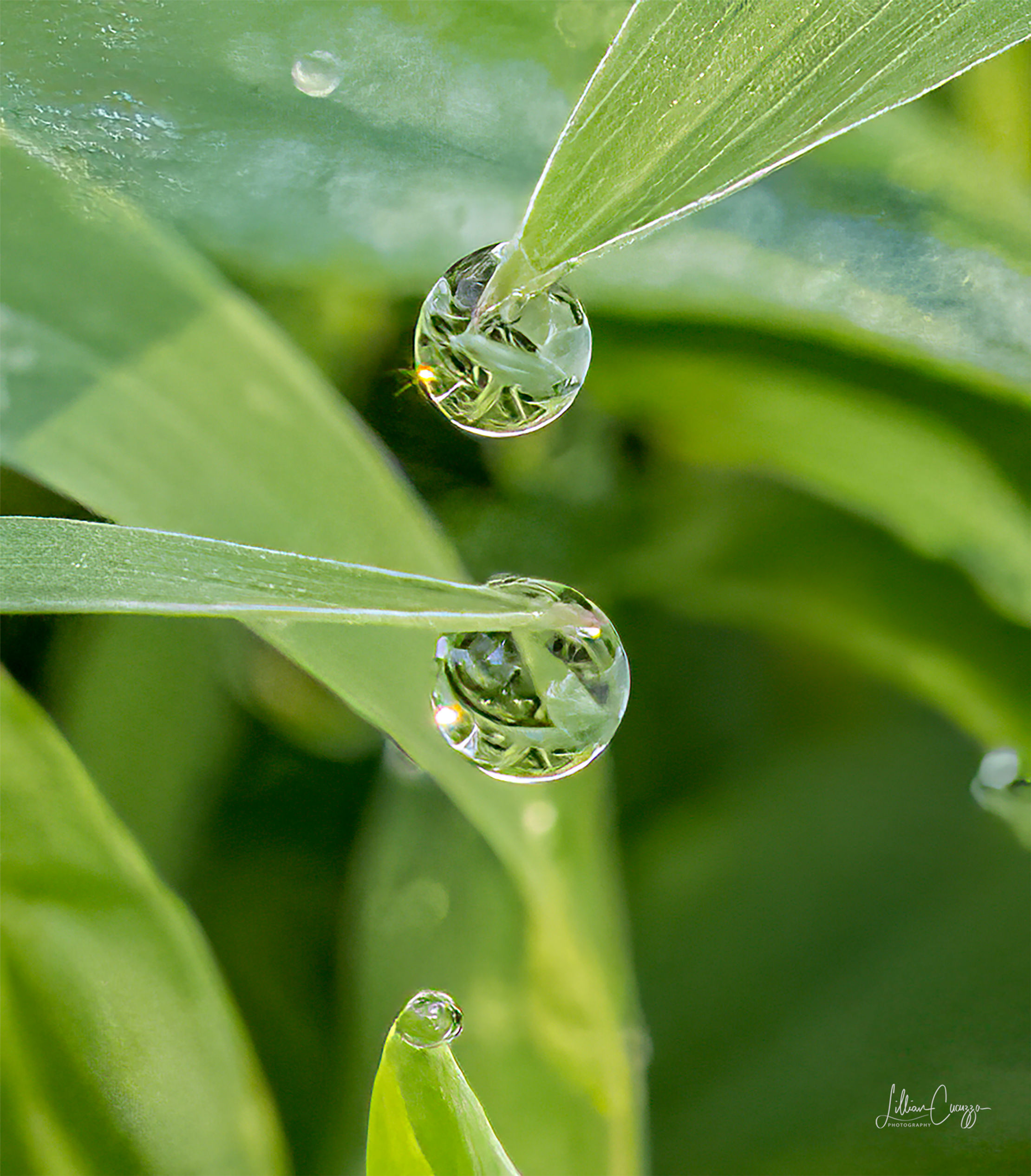 Twin Dew Drops Reflections