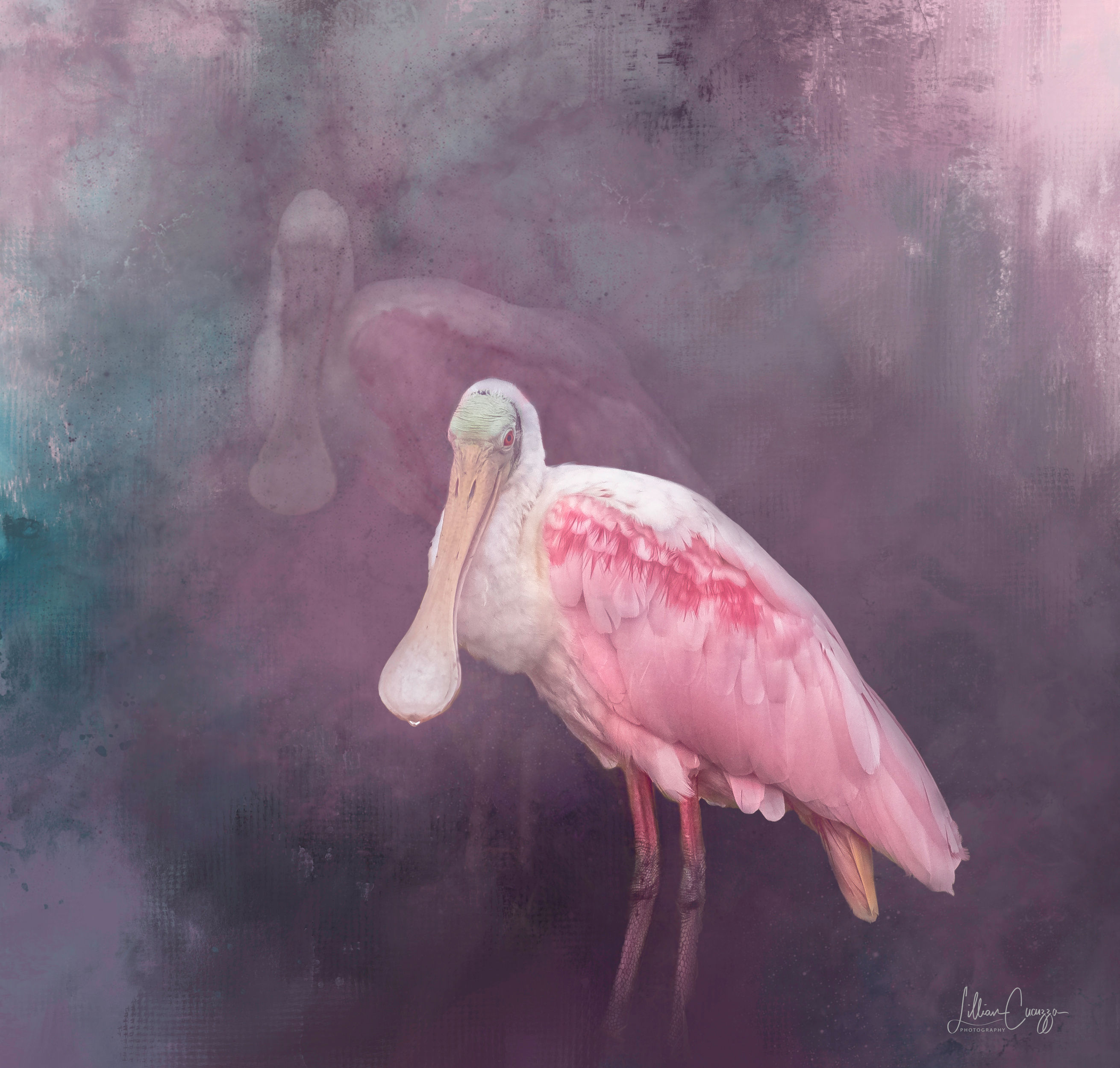 Roseate Spoonbill "Me and My Shadow" Note Cards