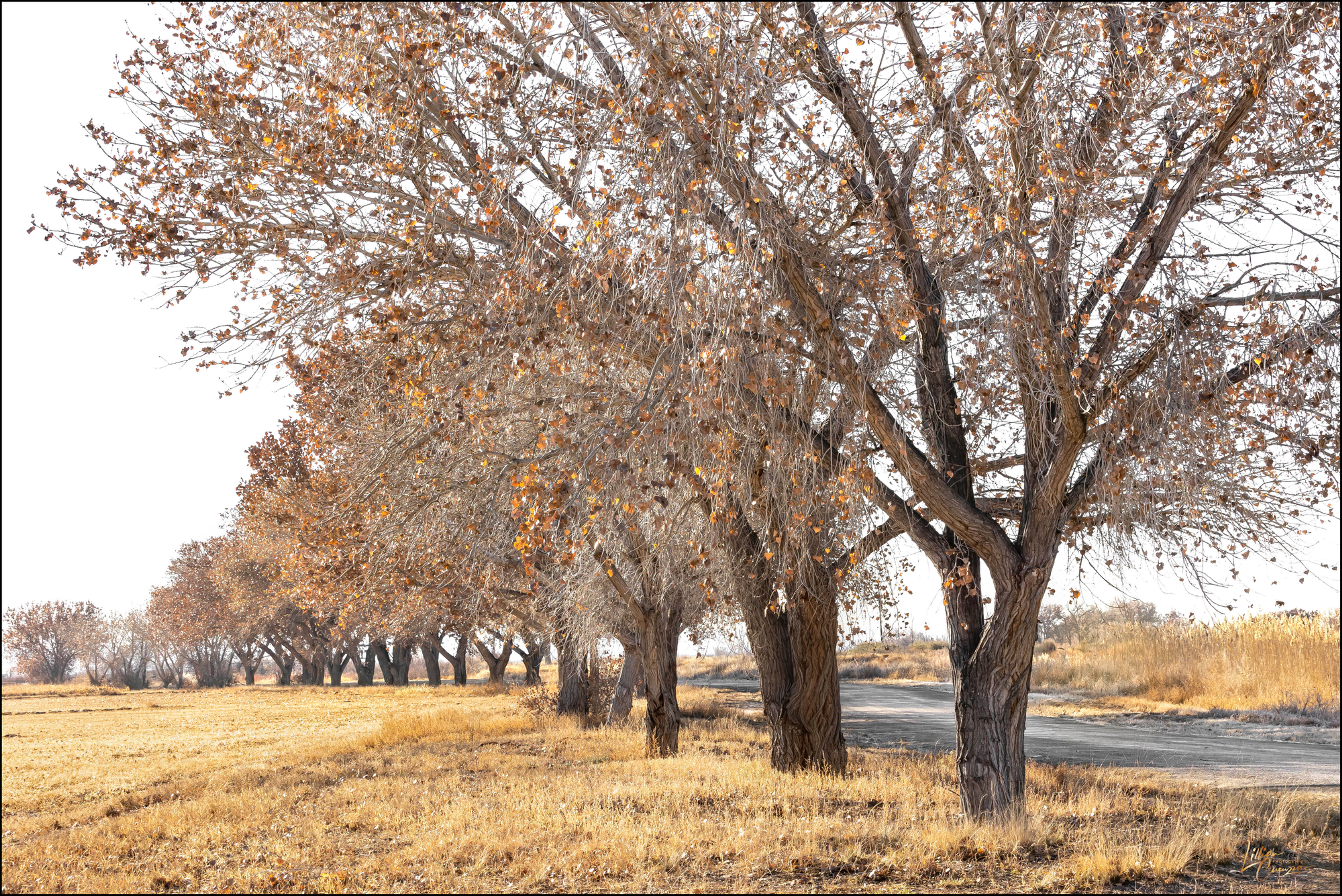 Tree-Lined Path, A Path Less Traveled
