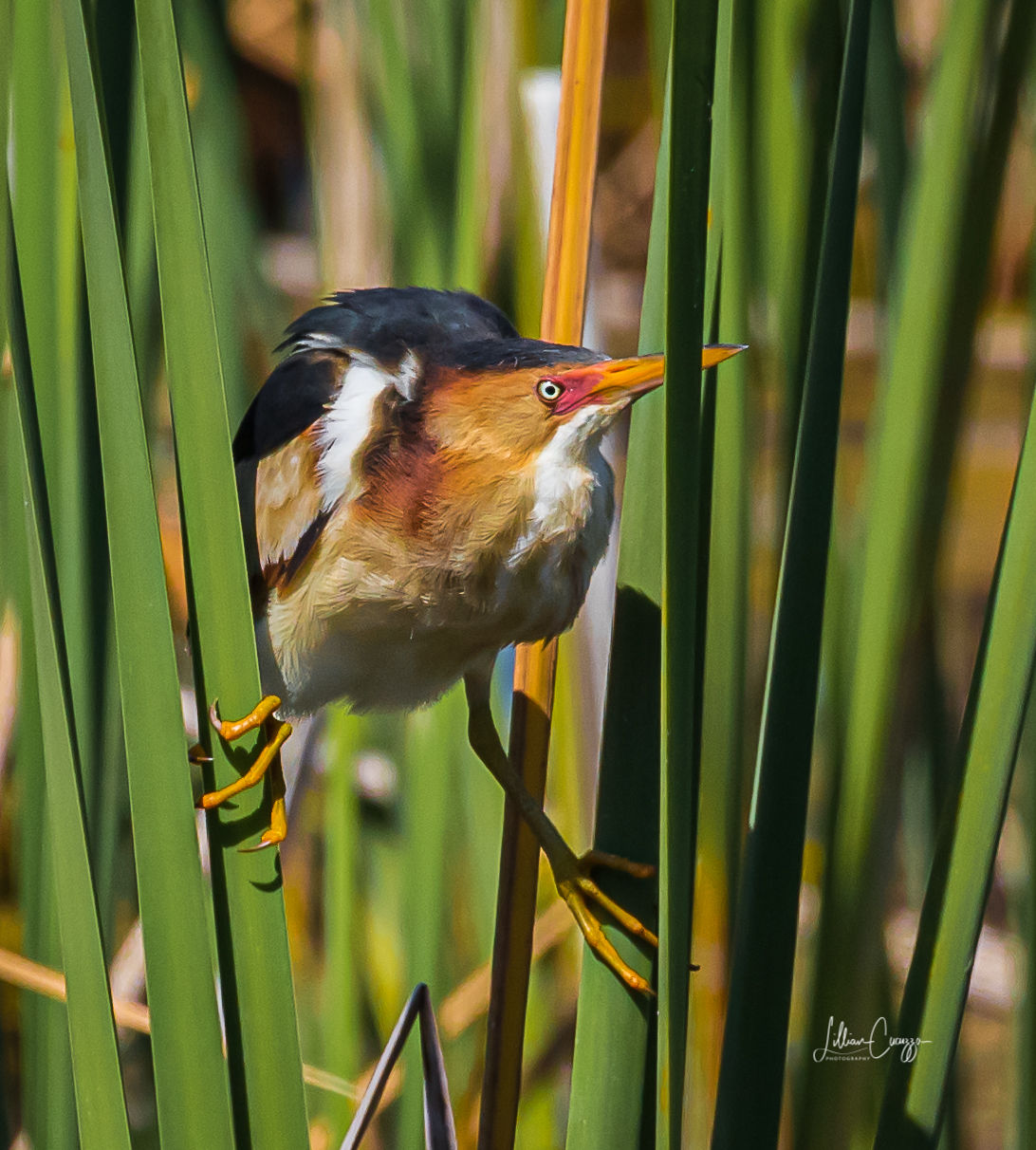 Least Bittern "Splitting The Reeds"