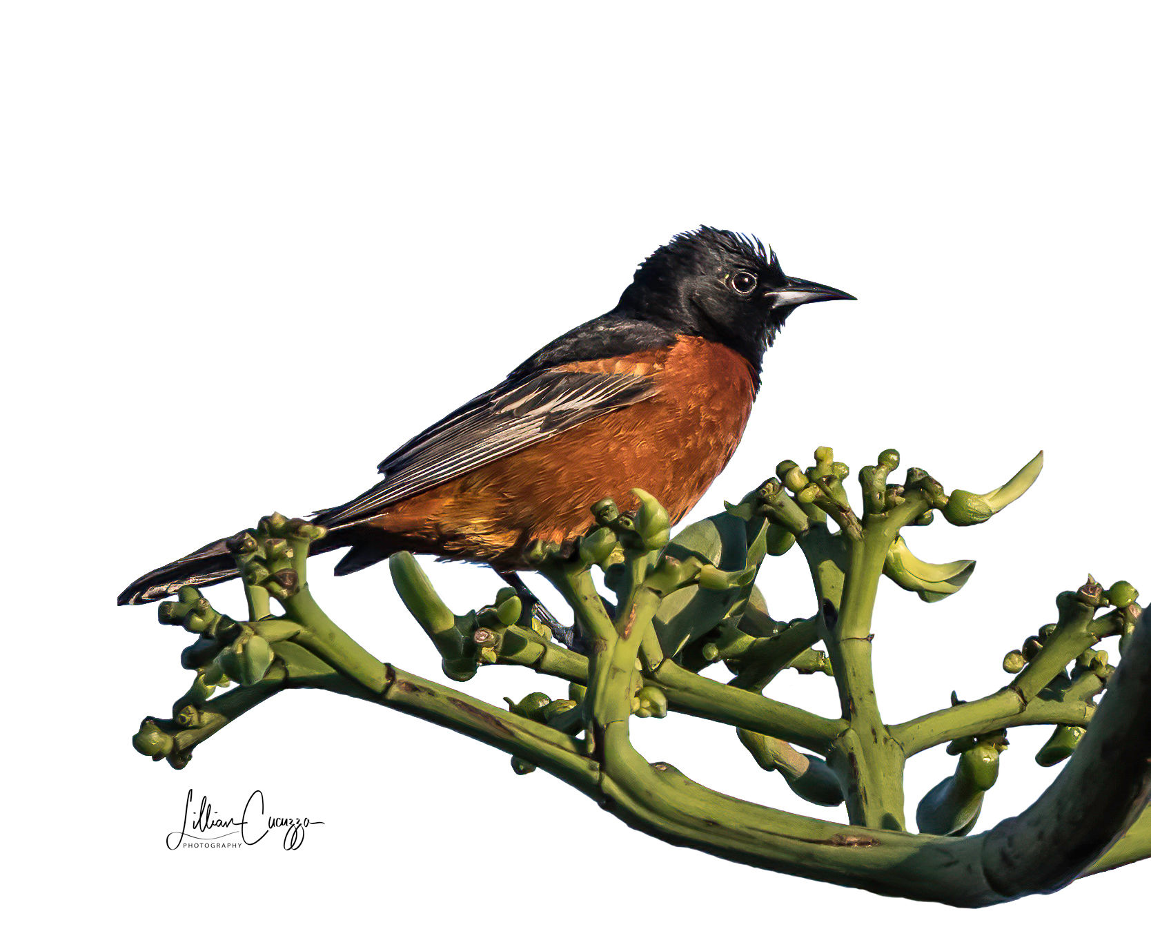 Orchard Oriole - Vacation At The Beach