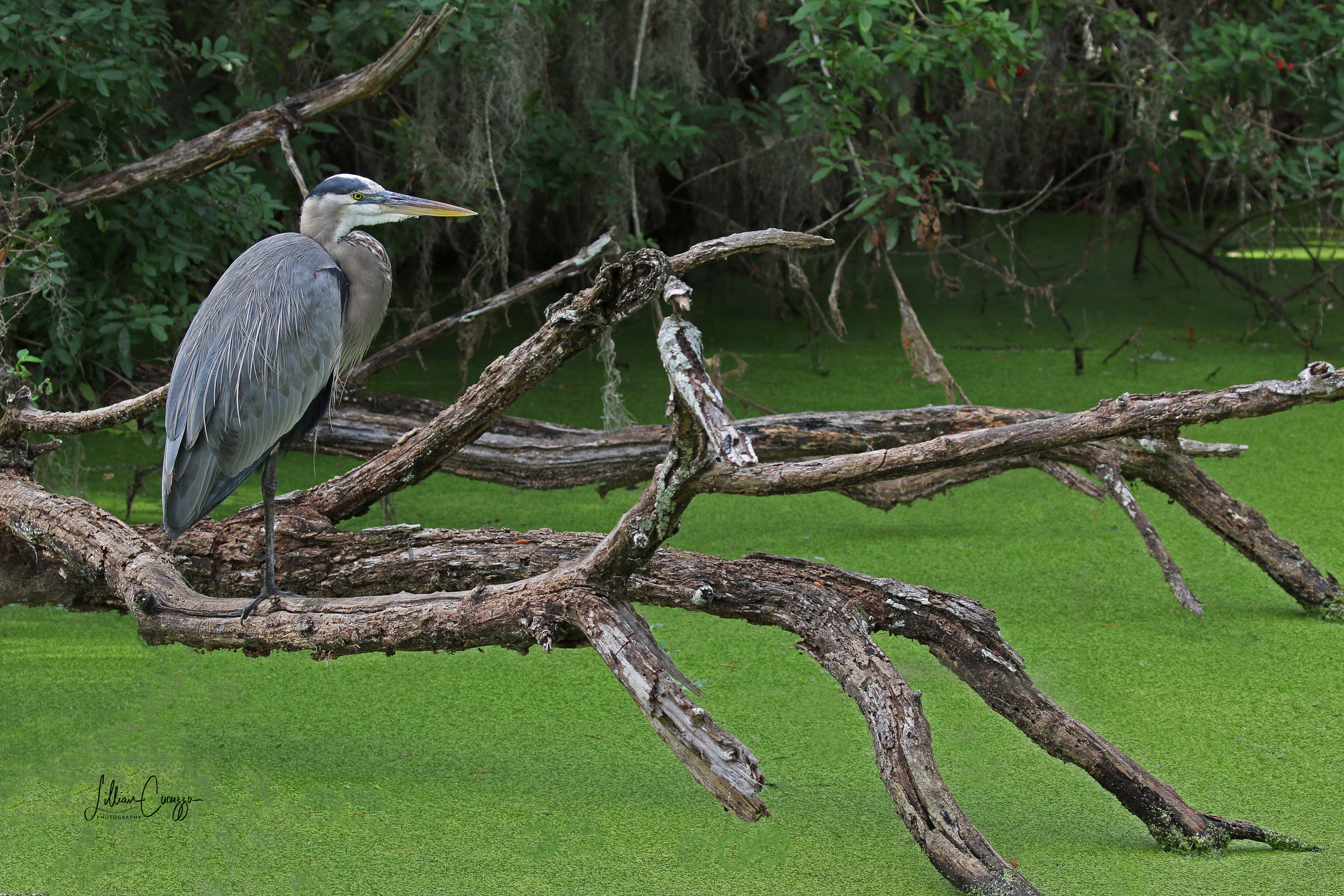 Great Blue Heron "Branching Out"