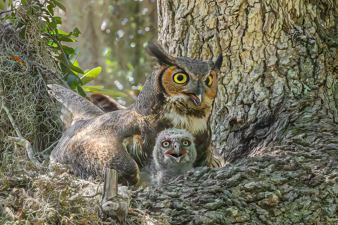 Great Horned Owls - Dory & Hope Family Portrait