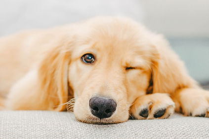 golden retriever puppy lying on white te
