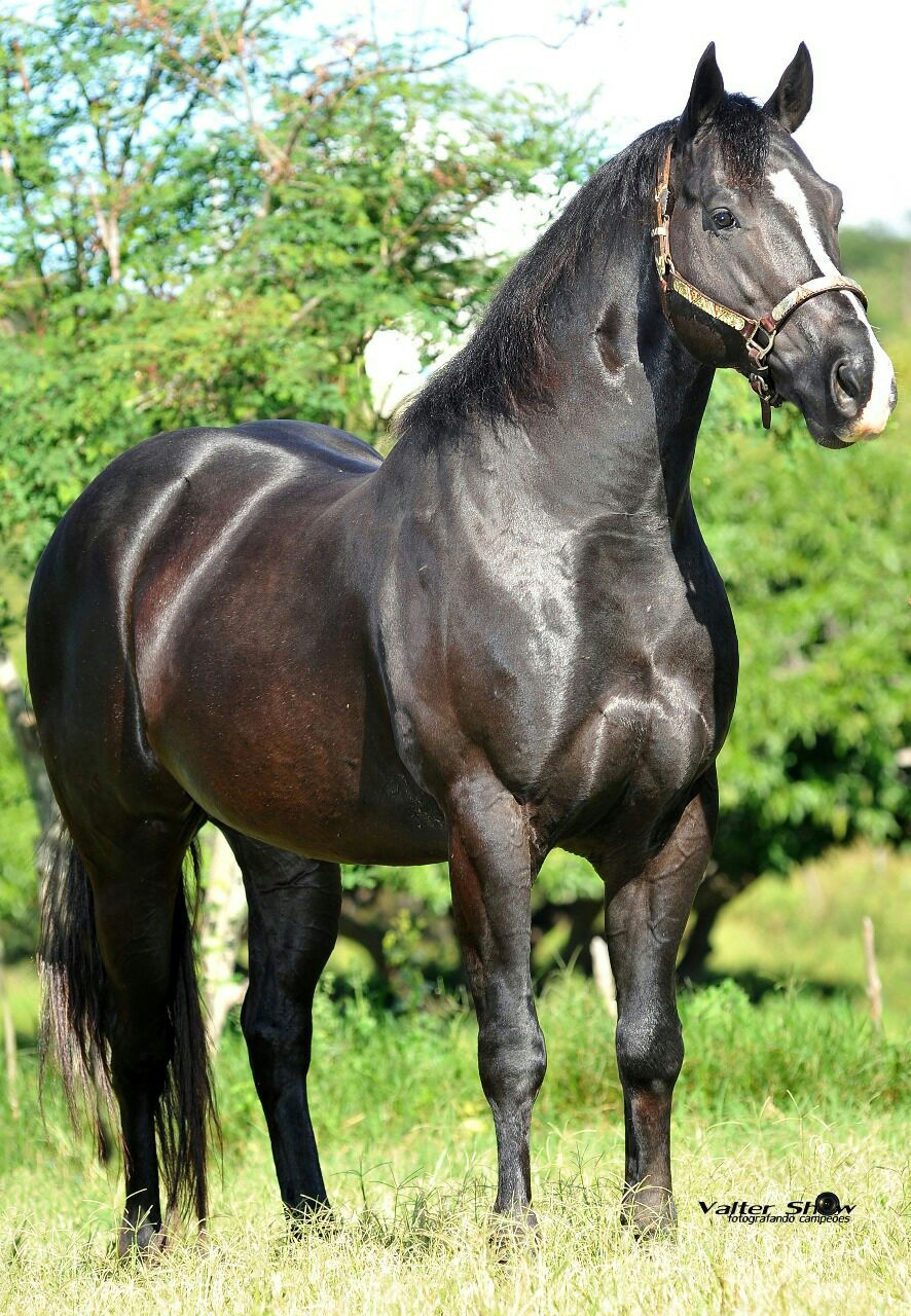 DIAMOND SIXES - MANOS RANCH